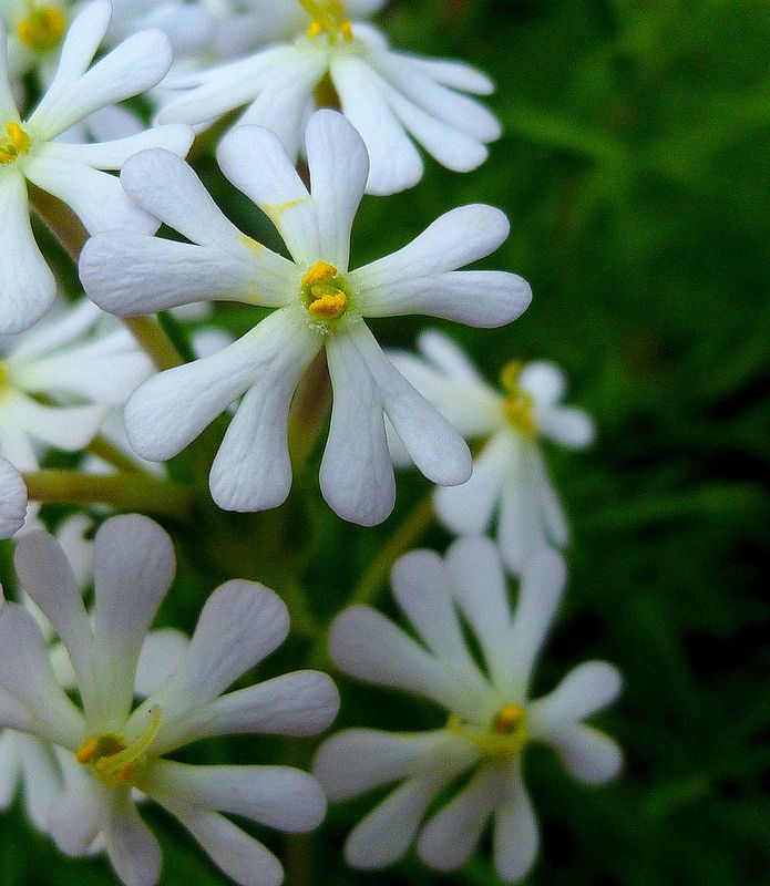 White Zaluzianskya Flower Seeds for Planting – Heirloom, Non-GMO, High Germination, Organic Garden Seeds