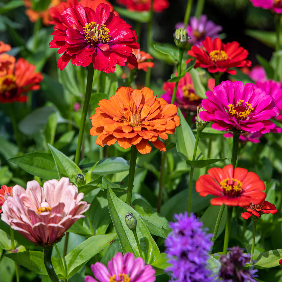 Mixed Zinnia Flower Seeds for Planting – Vibrant Colors for Garden Blooms, Non-GMO, Heirloom seeds
