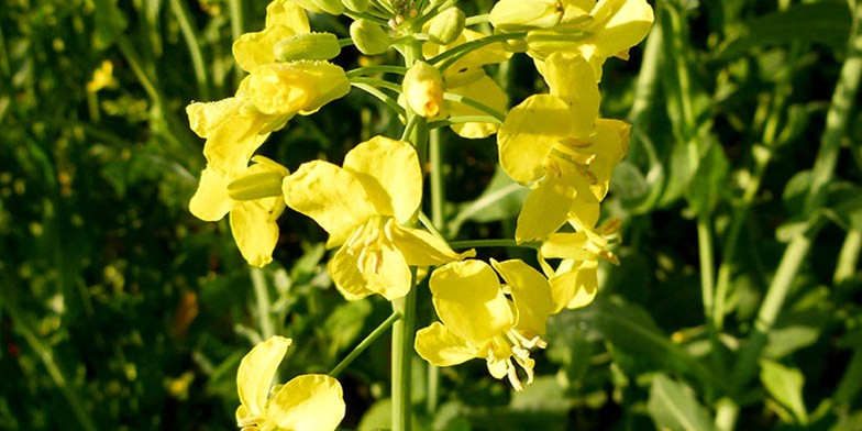 Rapeseed Flower Seeds for Planting – Heirloom, Non-GMO, High Germination Organic Garden Seeds