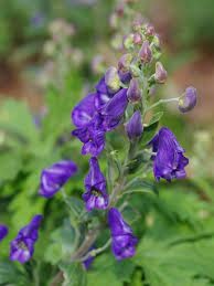 Blue Carmichaelii Flower Seeds for Planting, NON GMO Seeds