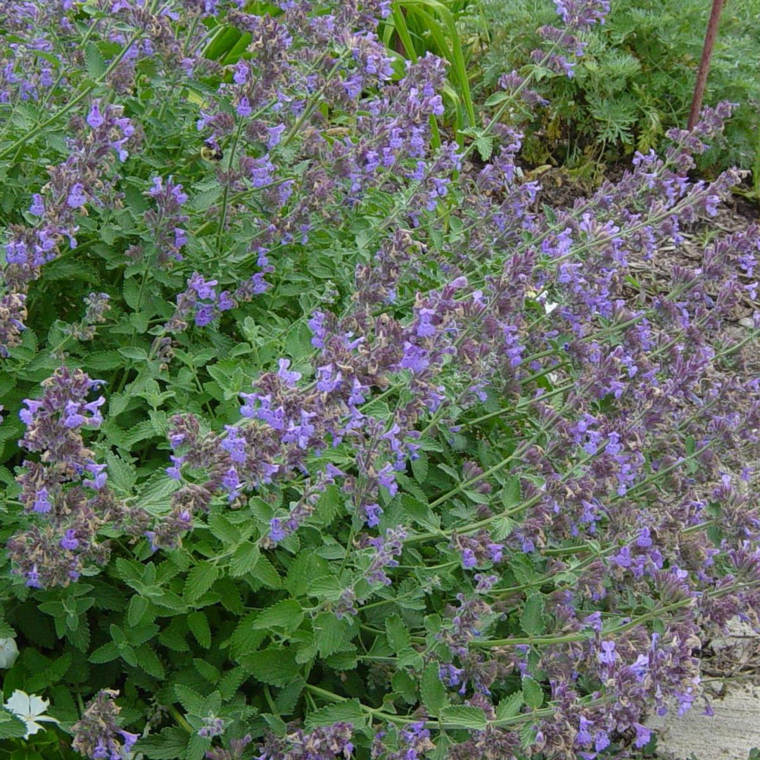 Nepeta Racemosa Flower Seeds for Planting – Heirloom, Non-GMO, High Germination Organic Garden Seeds