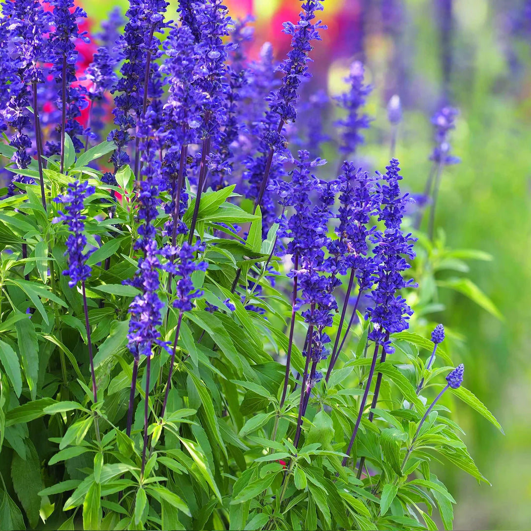 Blue Sage Flower Seeds – Heirloom Non-GMO Herb Blooms for Vibrant Garden Planting
