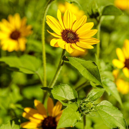 Yellow Hybrid Sunflower Seeds – Heirloom, Non-GMO Flower Seeds for Planting