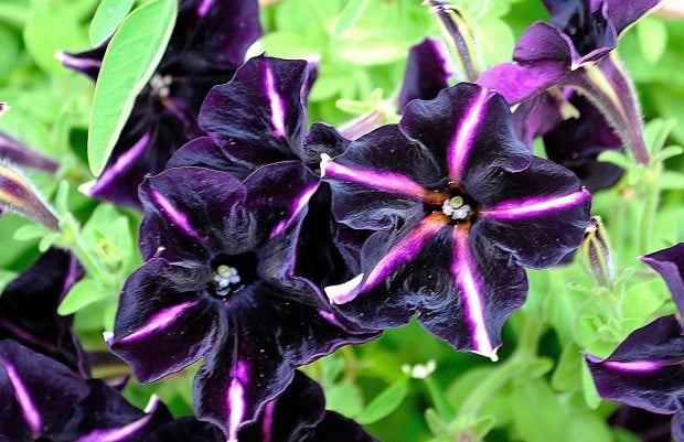 Black Purple Petunia Flower Seeds for Planting – Heirloom, Non-GMO, High Germination Organic Garden Seeds