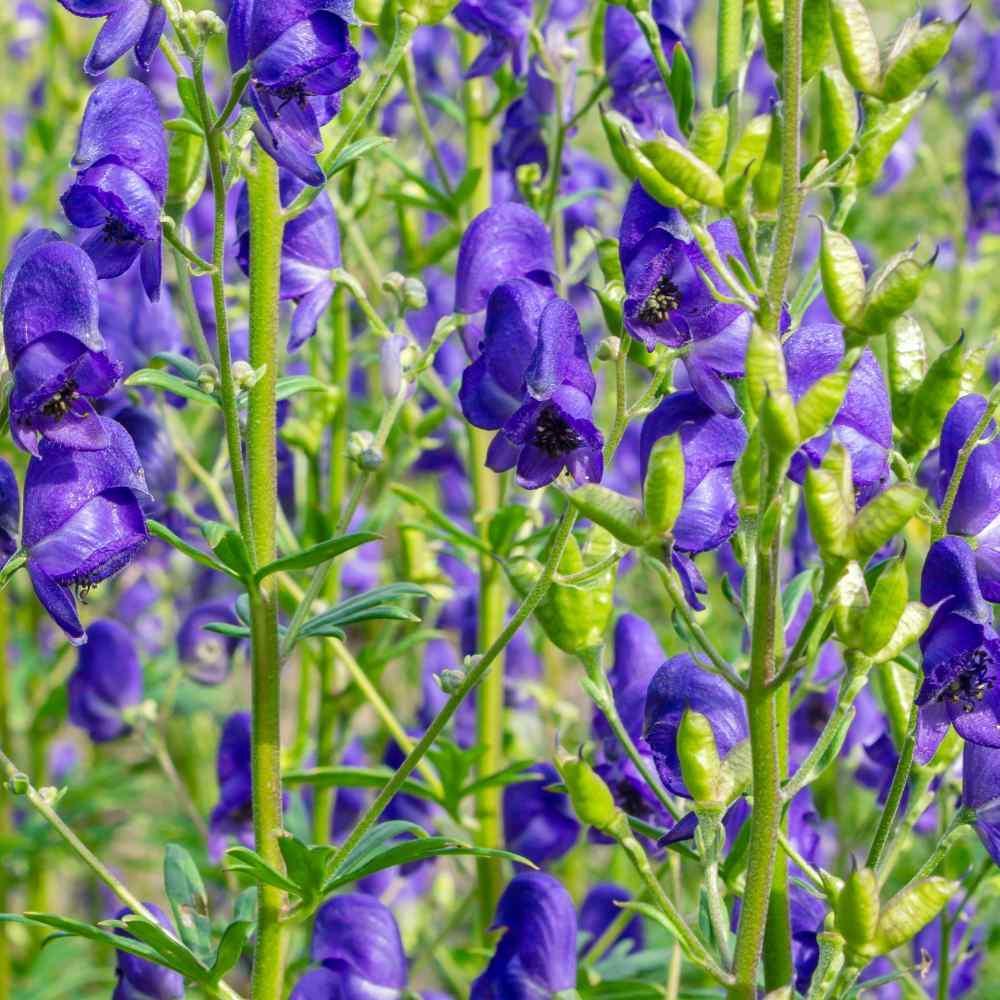 Blue Monkshood Flower Seeds for Planting – Rare Perennial Garden Blooms