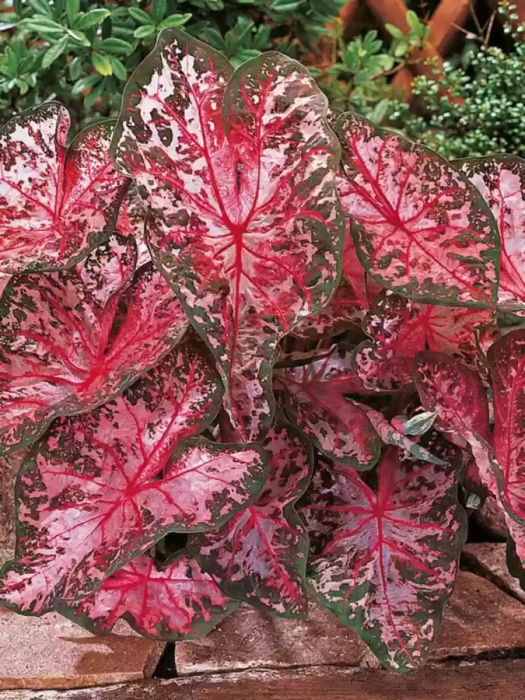 Carolyn Whorten Caladium Leaf Flower Seeds – Heirloom, Non-GMO, High Germination Organic Garden Seeds for Planting