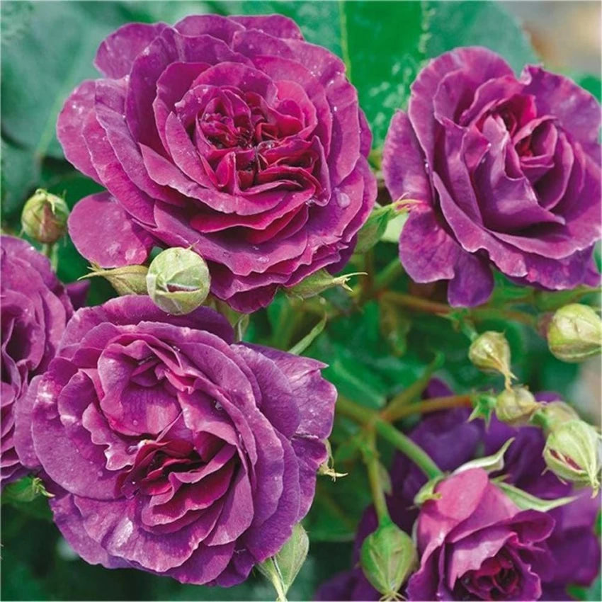 Biosnyg Purple Rose (Rosa Rugosa Thunb) Plant Seeds – Heirloom, Non-GMO, High Germination, Organic Garden