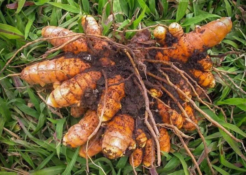 Brown Turmeric Plant Seeds – Heirloom, Non-GMO, High Germination Organic Garden Seeds for Planting – Healing Herbal Root