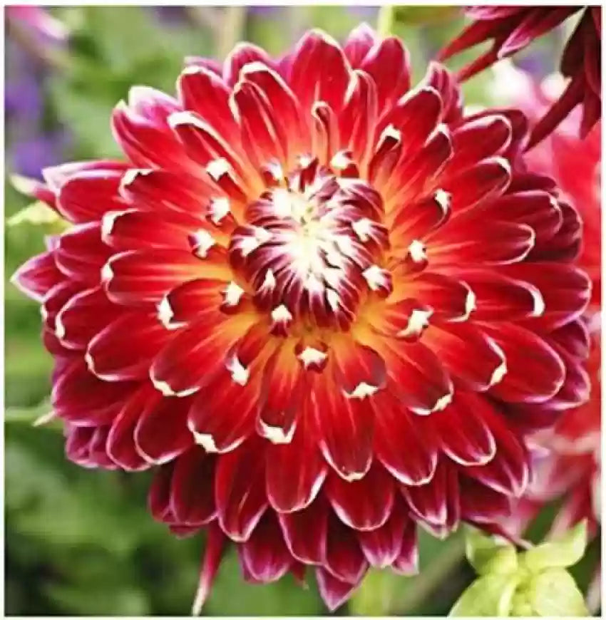 Akita Dahlia Red Flower Seeds – Heirloom, Non-GMO, High Germination Organic Garden Seeds for Planting