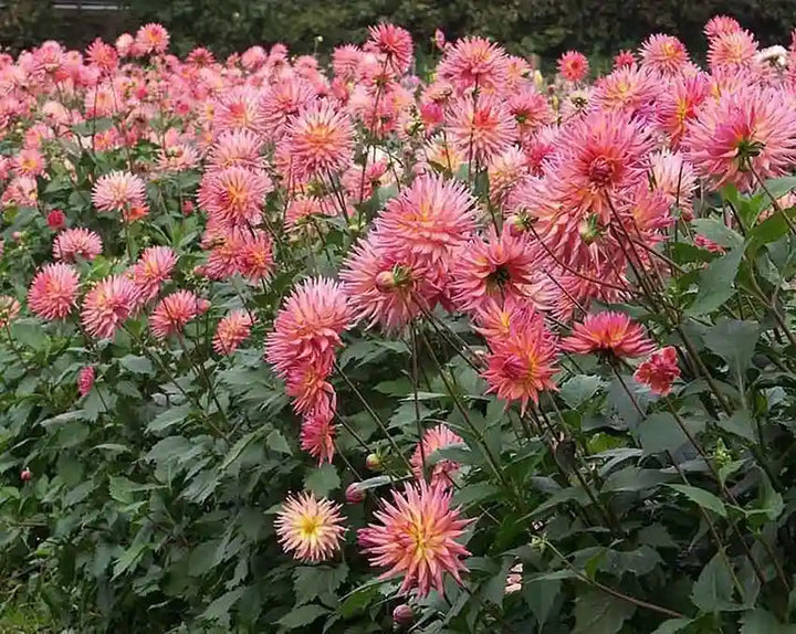 Beautiful Large Semi Cactus Dahlia Flower Seeds for Planting – Heirloom, Non-GMO, High Germination Organic Garden Seeds