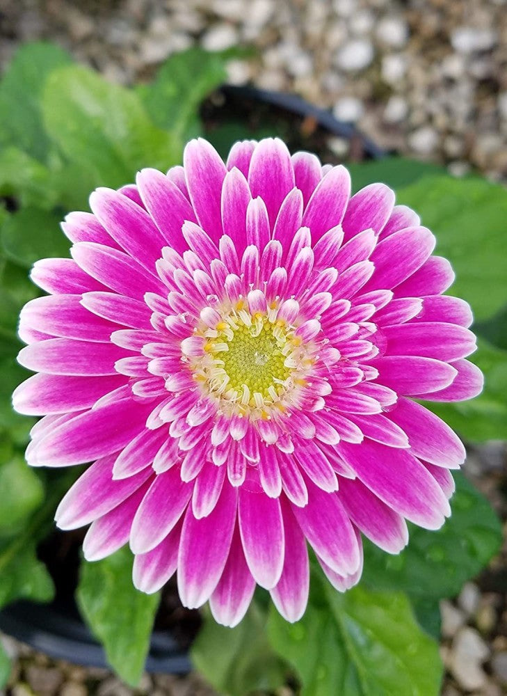 Pink Jamesonii Gerbera Daisy Flower Seeds for Planting – Vibrant Perennial Blooms