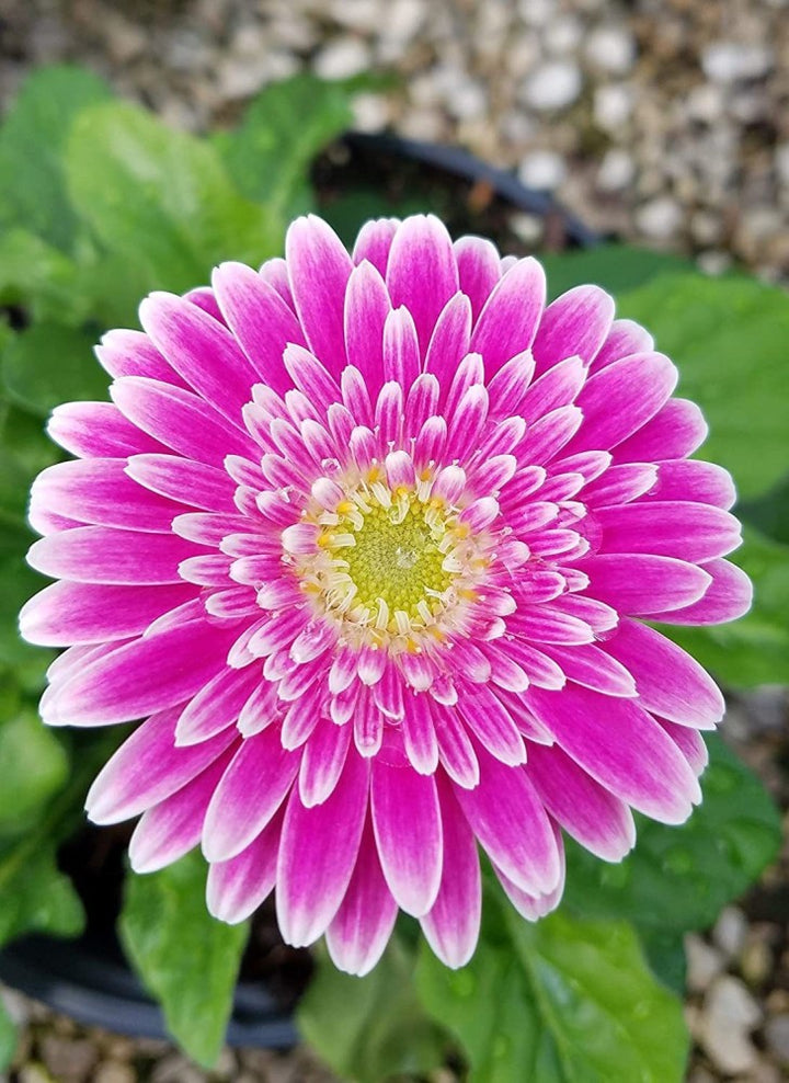 Pink Jamesonii Gerbera Daisy Flower Seeds for Planting – Vibrant Perennial Blooms