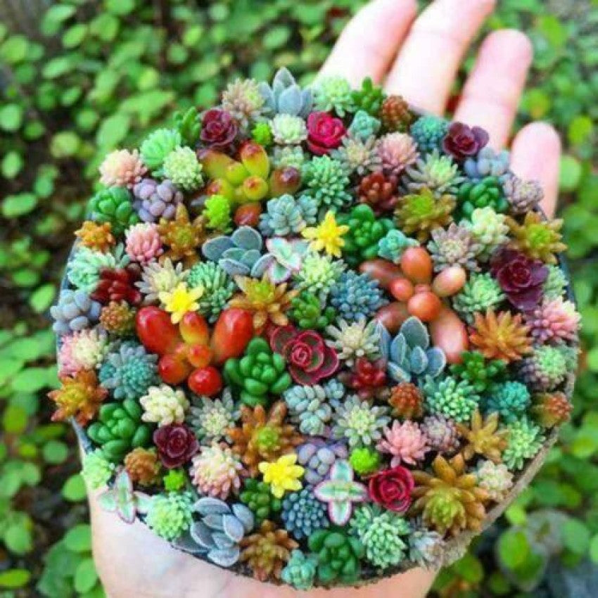 Mixed Schoenlandii Cereiformis Plant Seeds for Planting | Heirloom, Non-GMO, High Germination Organic Garden Seeds
