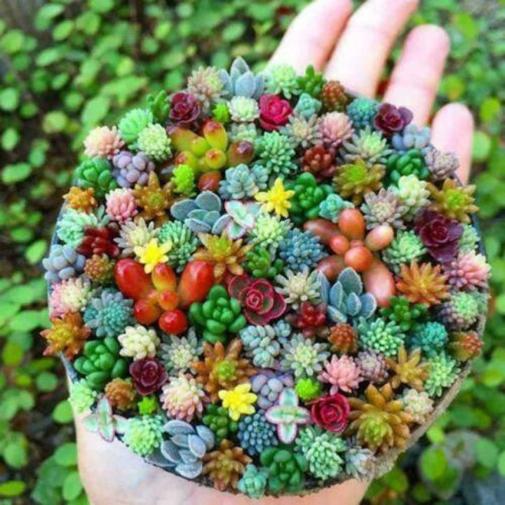 Mixed Schoenlandii Cereiformis Plant Seeds for Planting | Heirloom, Non-GMO, High Germination Organic Garden Seeds