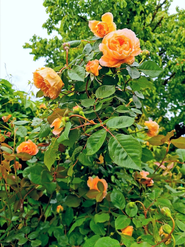 rambling rose seeds Dark Orange Climbing Rose Seeds – Heirloom, Non-GMO – Neeraseeds
