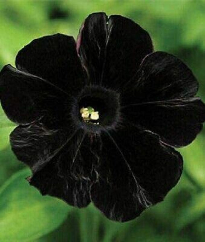 Black Cat Petunia Seeds for Planting – Heirloom Non-GMO High Germination Organic Garden Flower Seeds