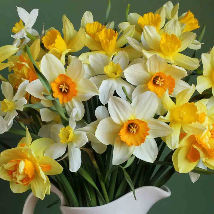 Yellow Mix Double Petal Narcissus Flower Seeds – Heirloom, Non-GMO, High Germination Organic Garden Seeds