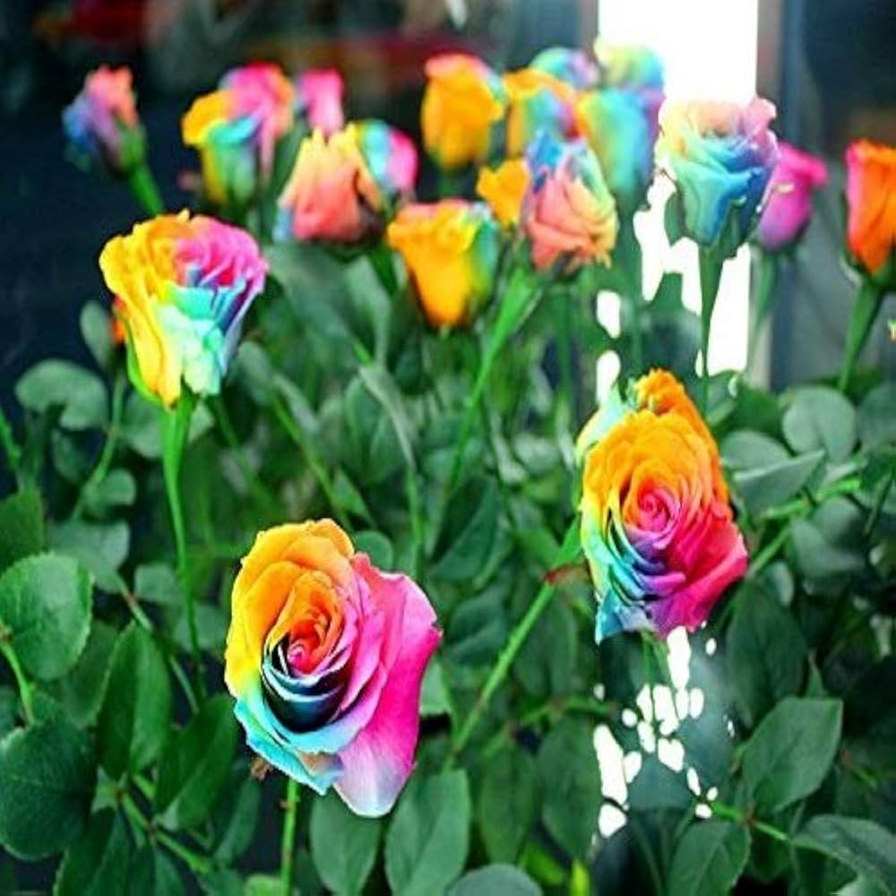 non hybrid flower seeds Mixed Colour Rose Tree Flower Seeds for Planting – Heirloom, Non-GMO, High  Germination Organic Garden Seeds