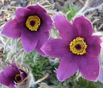 Flower Seeds, Seeds for Planting, Plant Seeds