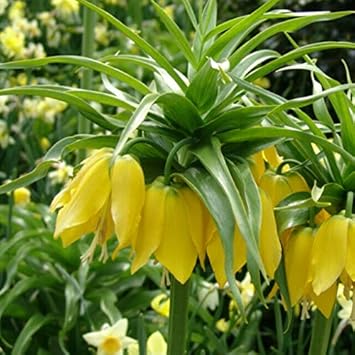 Flower Seeds, Seeds for Planting, Plant Seeds
