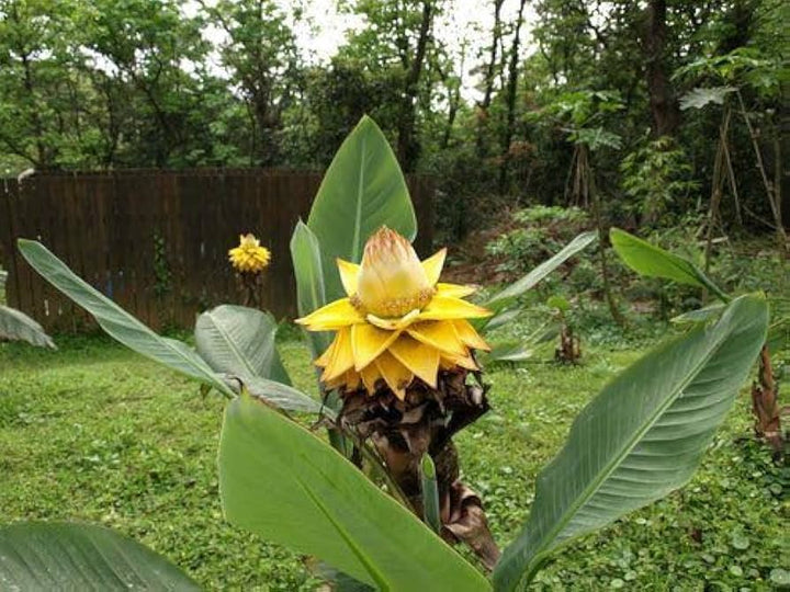 White Musella Lasiocarpa Plant Seeds for Planting – Rare Ornamental Banana Lotus