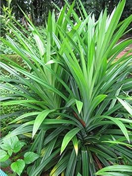 pandan plant seeds for sale Pandan Seeds for Planting,Tropical Gardens -Heirloom & Non-GMO Seeds