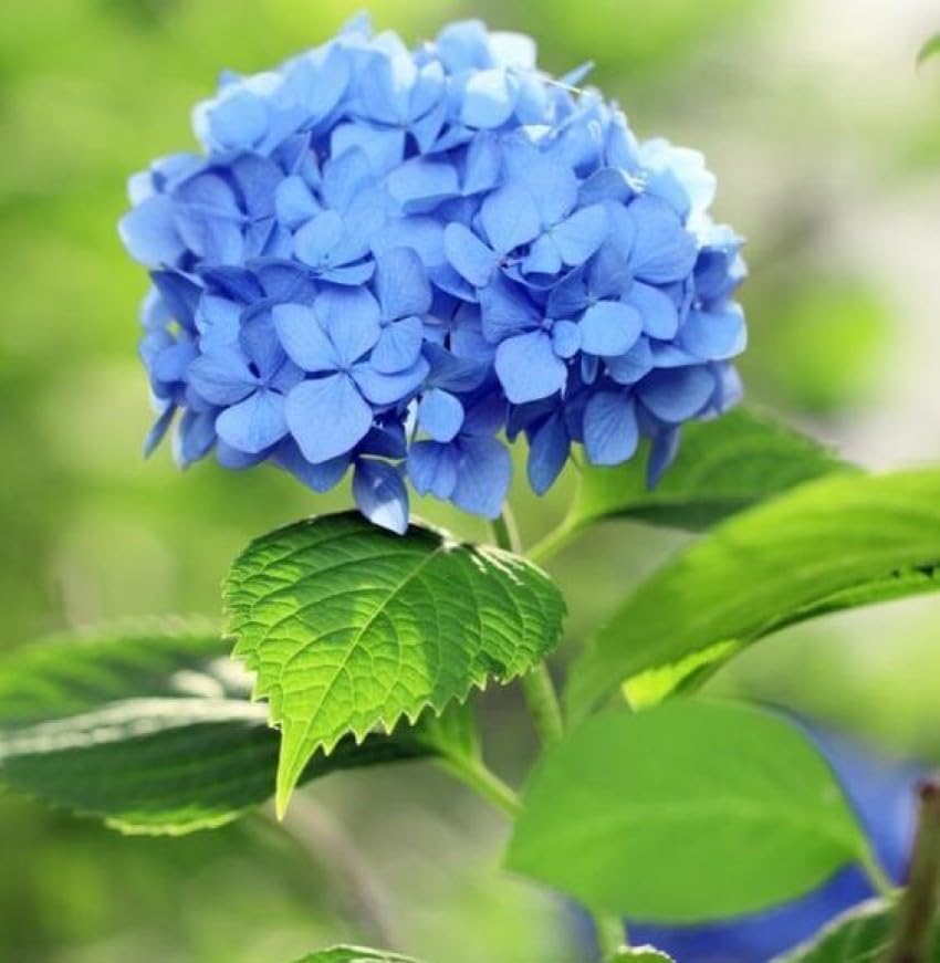 blue bonsai tree seeds Blue Hydrangea Flower For Planting For Bonsai Tree And Low Maintenance Garden Flower – Neeraseeds