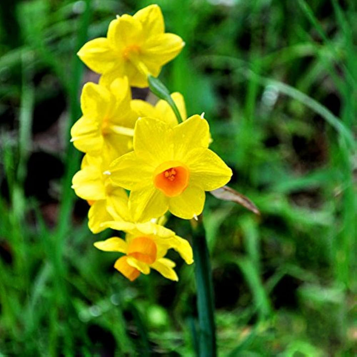Narzisse Flower Seeds for Planting – Bright Spring Blooms for Gardens & Pots
