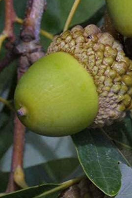 White Oak Tree Seeds for Planting – Heirloom, Non-GMO Shade Tree Seeds for Organic Gardens
