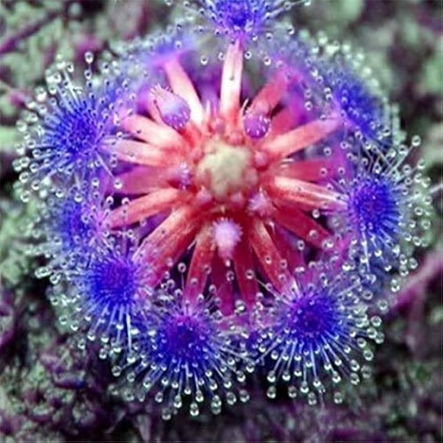 sundew plant seeds Organic Heirloom Non-GMO Blue Sundew Plant Seeds for Planting – Carnivorous Garden