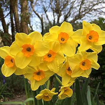 Daffodil Trumpet Flower Seeds – Heirloom, Non-GMO, High Germination Organic Garden Seeds for Planting