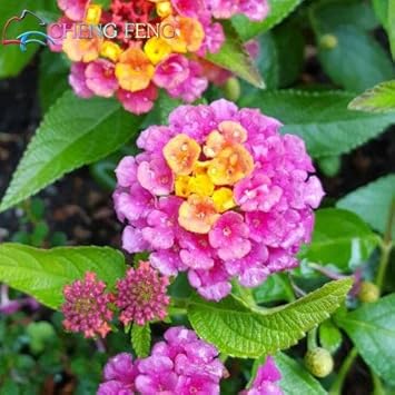 lantana flower seeds Heirloom Non-GMO Pink Lantana Flower Seeds for Butterfly Gardens and C –  Neeraseeds
