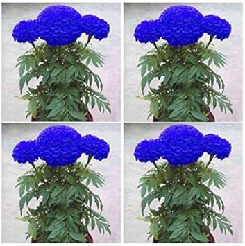 Blue Marigold Seeds for Planting – Organic Heirloom Non-GMO High  Germination Organic Garden Seeds