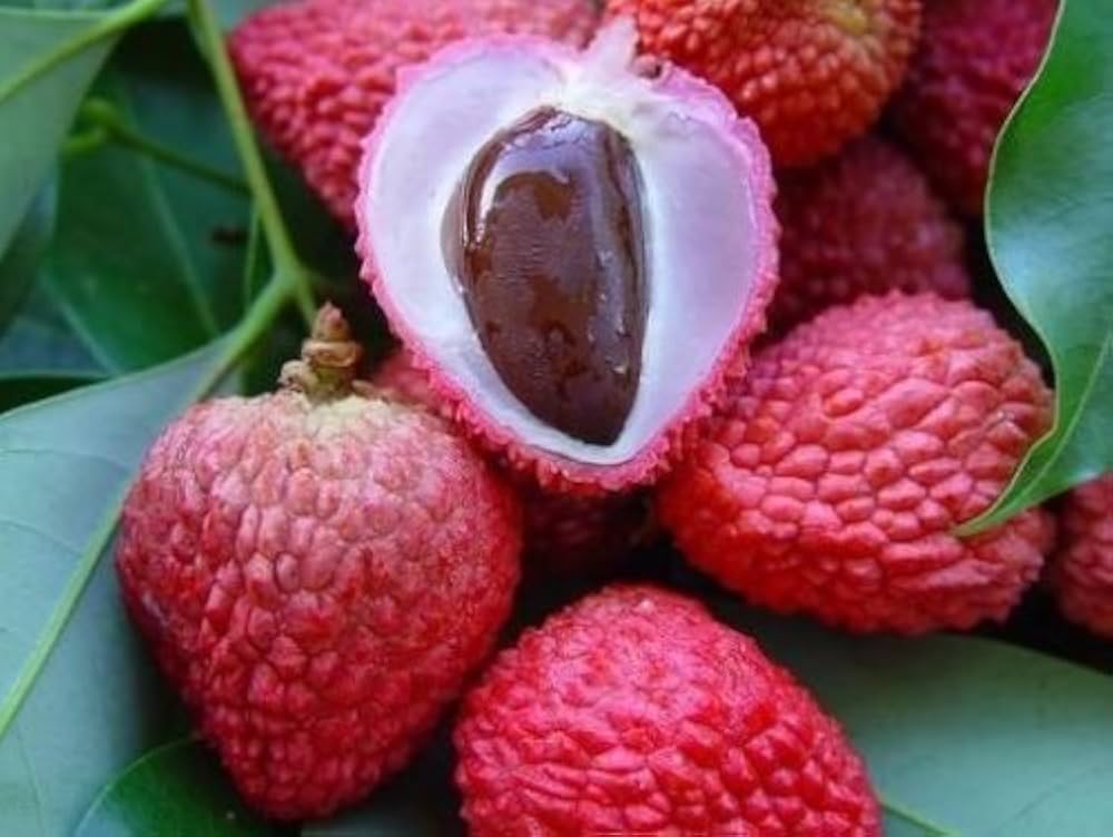 Red Lychee Fruit Seeds for Planting – Sweet & Exotic Lychee Fruits, Heirloom & Non-GMO, High Germination Seeds