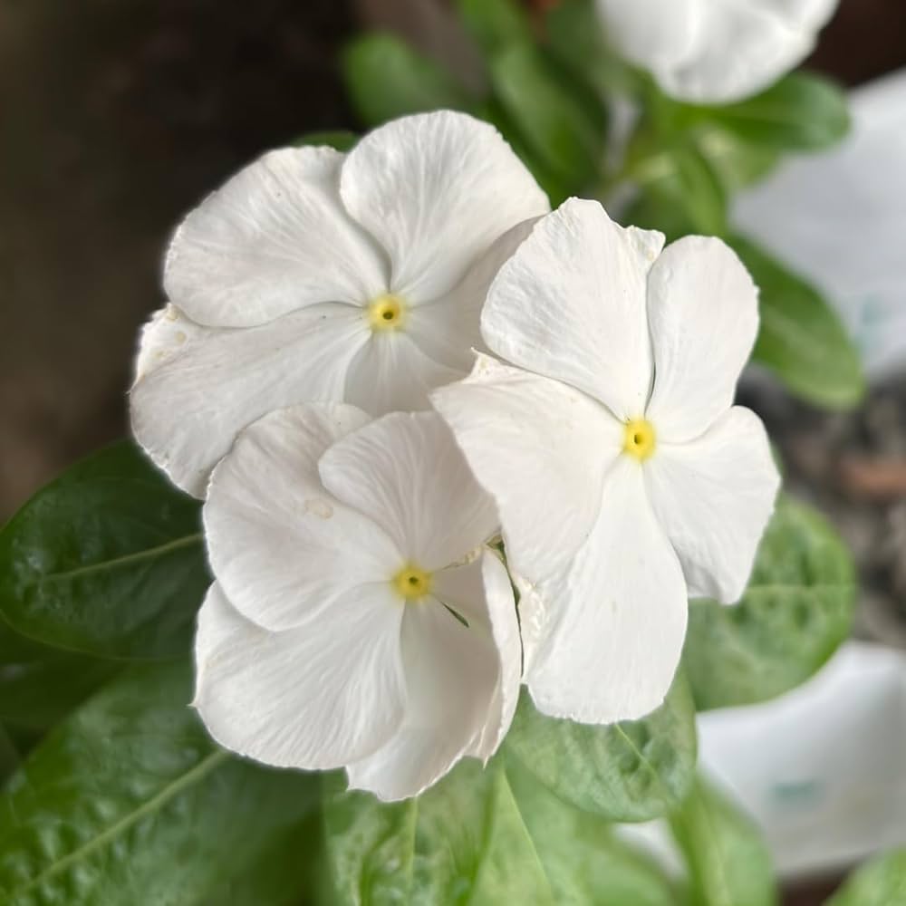 White Vinca Flower Seeds – Elegant, Low-Maintenance Annuals for Garden Planting