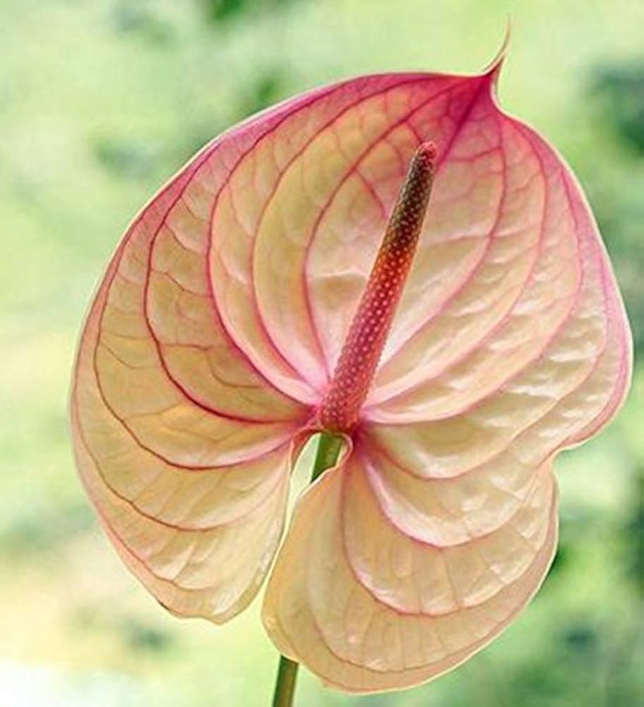 unusual flower seeds Anthurium Andraeanu Rare Flower Balcony Plant Flower Seeds for Lush Organic  Garden Blooms – Neeraseeds