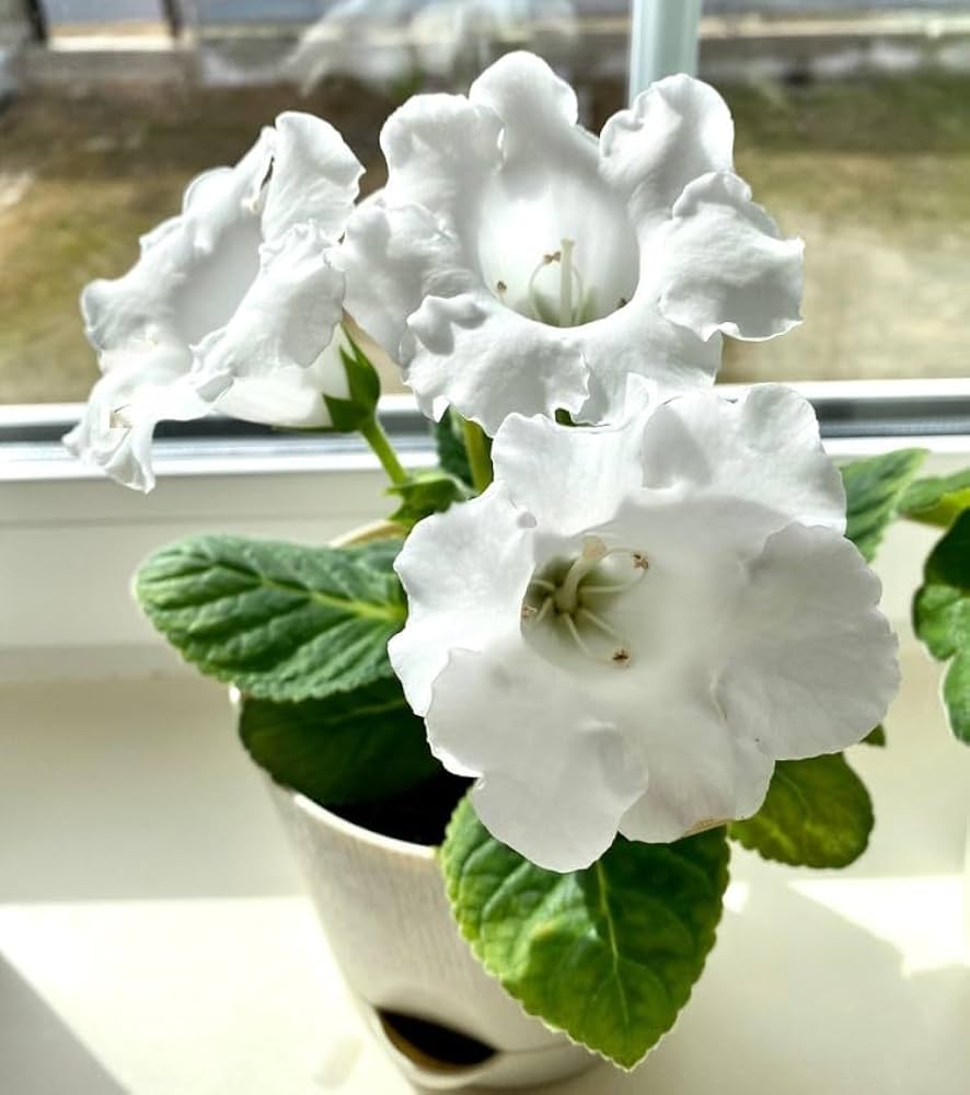 White Gloxinia Flower Seeds for Planting – Heirloom, Non-GMO, High Germination Organic Garden Seeds