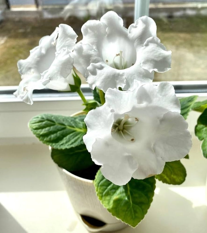 White Gloxinia Flower Seeds for Planting – Heirloom, Non-GMO, High Germination Organic Garden Seeds