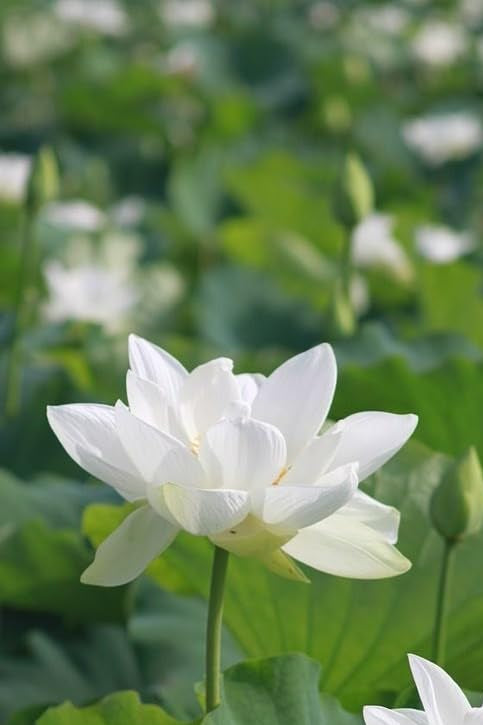 White Sacred Lotus Seeds (Nelumbo Nucifera) for Planting – Heirloom, Non-GMO Aquatic Flower Seeds