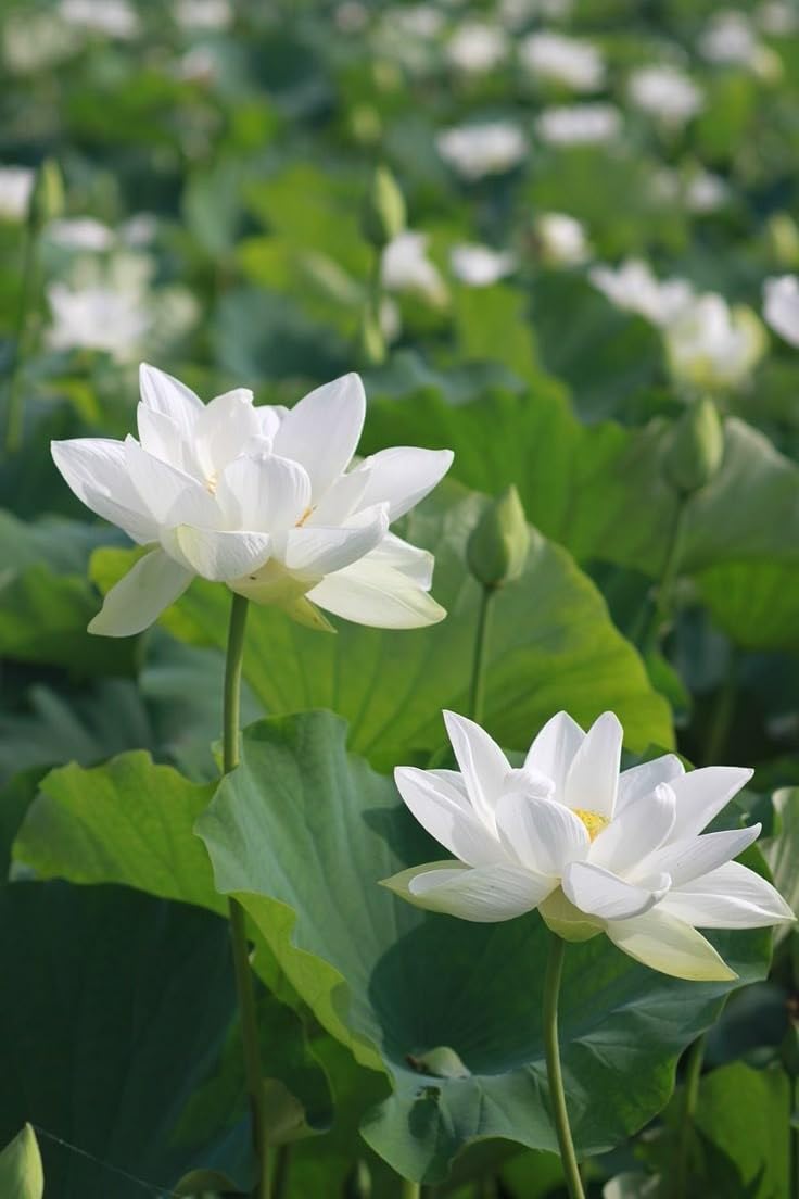 White Sacred Lotus Seeds (Nelumbo Nucifera) for Planting – Heirloom, Non-GMO Aquatic Flower Seeds