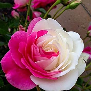 Flower Seeds, Seeds for Planting, Plant Seeds