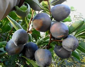 Black Persimmon Fruit Seeds for Planting – Naturally Sweet, GMO Free Heirloom Seeds for Home Garden