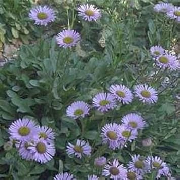 Flower Seeds, Seeds for Planting, Plant Seeds