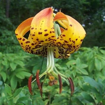 Flower Seeds, Seeds for Planting, Plant Seeds