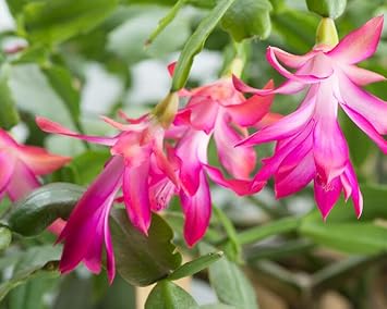 Flower Seeds, Seeds for Planting, Plant Seeds