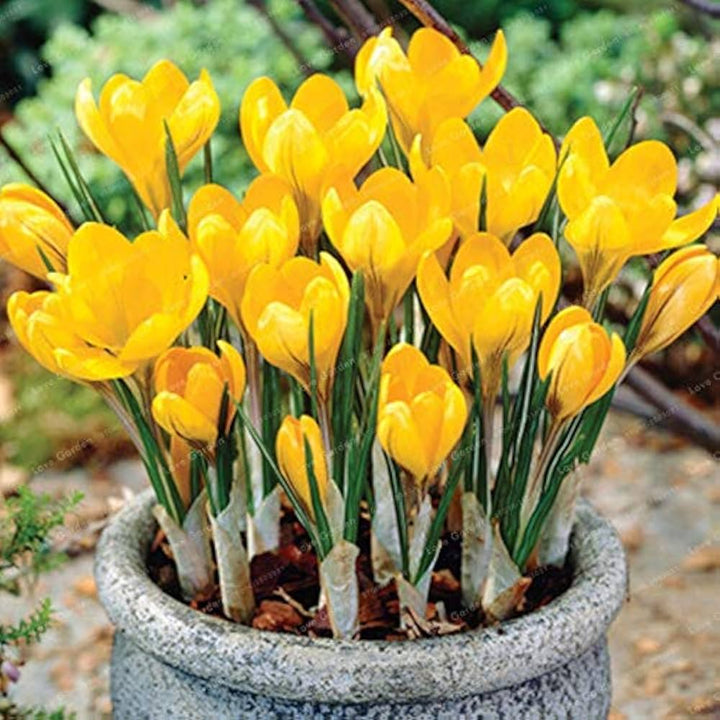 Yellow Crocus Flower Seeds for Planting – Heirloom, Non-GMO, High Germination Organic Garden Seeds for Early Spring Blooms