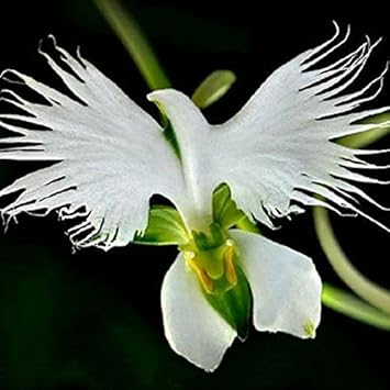 white seed flower Radiata White Seeds for Planting – Organic, Heirloom, Non-GMO Flower S – Neeraseeds