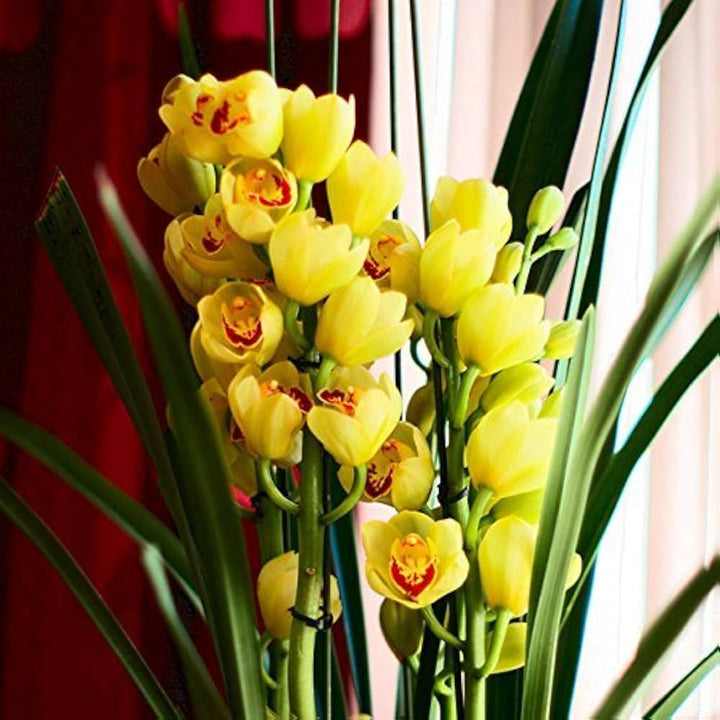 Yellow Dendrobium Orchid Plant Seeds for Planting