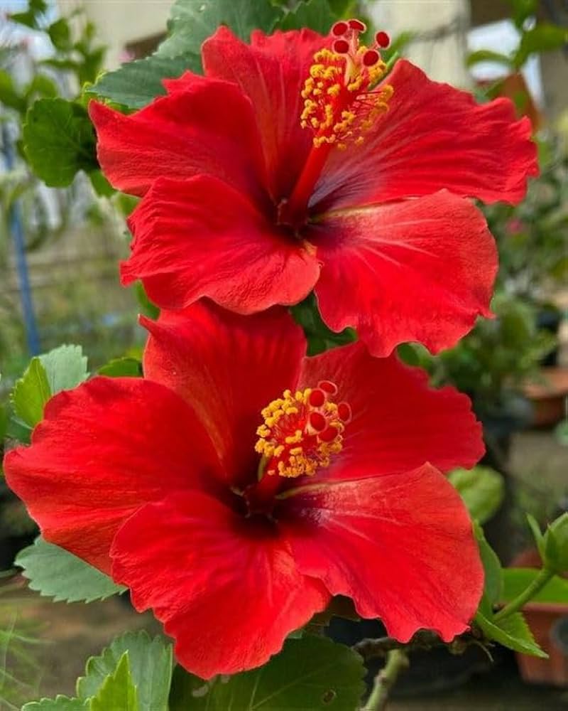 rosa sinensis seeds Red Hibiscus Rosa-Sinensis Flower Seeds – Heirloom, Non-GMO Flower Seeds for Planting