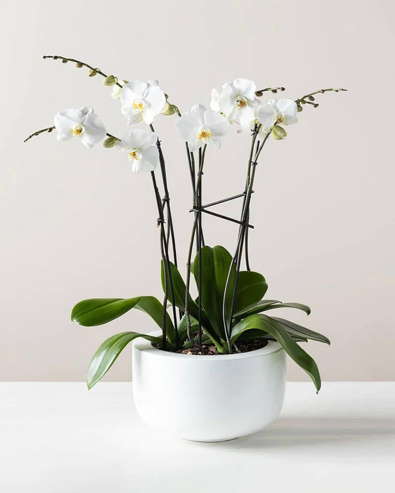 White Phalaenopsis Orchid Flower Seeds for Planting – Heirloom Non-GMO Seeds